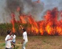 महावितरणच्या गलथान कारभार शेतकर्‍यांच्या मुळावर, शॉर्ट सर्किटमुळे तब्बल 30 ते 40 एकर ऊस जळून खाक