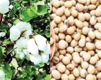कापूस, सोयाबीन खरेदीमध्ये व्यापाऱ्यांची मनमानी