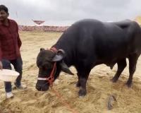 800 किलो वजन… आहारात खातो काजू, बदाम, ग्रॅनोला; ‘या’ रेड्याच्या किमतीत मुंबईजवळ येईल एक घर