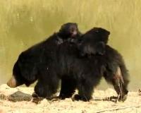 Chandrapur news – अस्वलासह आता दोन पिल्ले दिसली, चंद्रपुरात ग्रामस्थांमध्ये दहशत