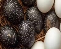 Black Eggs vs White Eggs : काळं अंड विरुद्ध सफेद अंड, प्रोटीनमध्ये खरा बादशाह कोण? कुठलं अंड शरीरासाठी जास्त फायद्याचं? जाणून घ्या