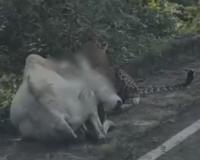 Chandrapur news – चंद्रपुरात बिबट्याने भररस्त्यात केली गायीची शिकार