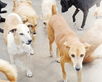 सांगलीत भटक्या कुत्र्यांची समस्या बिकट, महापालिका क्षेत्रात 25 हजारांहून अधिक भटकी कुत्री