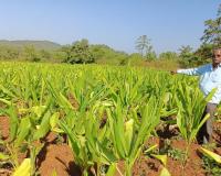 पारंपारिक शेतीऐवजी नवीन वाट स्विकारली, निवृत्त सैनीकाने केला हळद लागवडीचा अनोखा प्रयोग