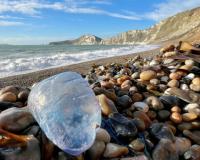 सावधान! युकेच्या समुद्रकिनाऱ्यावर दिसला धोकादायक मासा; पर्यटकांना सतर्कतेचा इशारा