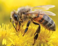 नक्षलविरोधी मोहिमेवर असलेल्या जवानांवर मधमाशांचा हल्ला, 20 जण जखमी; चौघांची प्रकृती गंभीर