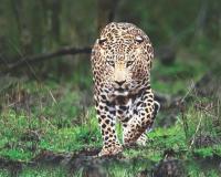 जुन्नर, आंबेगाव व शिरूरमधील बिबटे गुजरातला पाठवणार; नसबंदीसाठी सर्वपक्षीय शिष्टमंडळ केंद्रीय वन मंत्र्यांना भेटणार