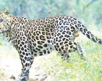 बिबट्याच्या भीतीमुळे सोयरिक जुळेना; शेकडो तरुणांची लग्नं रखडली, आंबेगाव, शिरूर, जुन्नर, खेडचे गावकरी चिंतेत