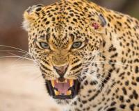 अखेर त्या नरभक्षक बिबट्याला केले ठार, नागरिकांनी सोडला सुटकेचा नि:श्वास