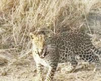 बिबट्याच्या हल्ल्यात 30 वर्षीय महिला गंभीर! हिवरगाव पावसात भीतीचे सावट