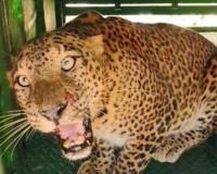 Ahilyanagar News – दहशत निर्माण करणारा बिबट्या अखेर वन विभागाच्या जाळ्यात