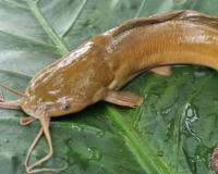 संगमनेरमध्ये प्रतिबंधित मांगुर माशाची तस्करी, कारवाईत 14 लाख 50 हजार रुपयांचा मुद्देमाल जप्त