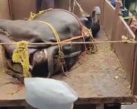 विम्याचे पैसे परत द्या, नाहीतर तुमची म्हैस परत घ्या ! मोखाड्यात बँकेसमोर मृत म्हैस आणून शेतकऱ्यांचे आंदोलन