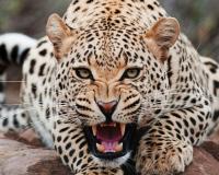 अंगणात खेळणाऱ्या पाच वर्षांच्या चिमुरडीला बिबटय़ाने उचलून नेले, खारे कर्जुने येथील घटनेने घबराट