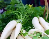 हिवाळ्यात मुळा खाण्याचे फायदेच फायदे, जाणून घ्या मोठी माहिती