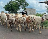 यंदा मेंढ्या बसवायच्या कुठे? घाटावरून कोकणात येणाऱ्या मेंढपाळांसमोर यक्षप्रश्न