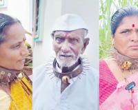 शिरुरकरांनी लढविली शक्कल, बिबट्यांपासून संरक्षणासाठी गळ्यात खिळ्यांचा पट्टा!