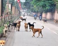 शेल्टरहोममध्ये ठेवा, रस्त्यावर कुत्रे दिसायला नकोत..सर्वोच्च न्यायालयाने भटक्या कुत्र्यांसंदर्भात दिले तीन महत्त्वाचे आदेश