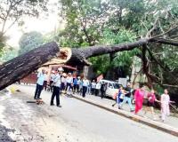 कंत्राटदाराचा निष्काळजीपणा विलेपार्ले येथे जिवंत झाड कोसळले
