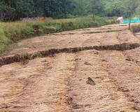 कोकणवासियांची यंदा ‘पावसाळी दिवाळी’, मोथाच्या वादळी पावसाने केला भाताचा चोथा