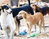 भटक्या कुत्र्यांना तत्काळ हटवा! सर्वोच्च न्यायालयाचे आदेश