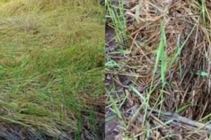 परतीच्या पावसाने कापलेली भात शेती पुन्हा रुजली, ऑक्टोबर महिना संपला तरीही पाऊस सुरूच