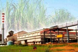 पाच साखर कारखान्यांना ‘शो कॉज’ नोटीस, विनापरवाना ऊस गाळप