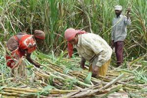 ‘स्वाभिमानी’ 3400 रुपये पहिल्या उचलीवर ठाम! ऊसदराचा चेंडू जिल्हाधिकाऱ्यांच्या कोर्टात