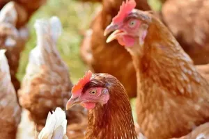 मानवी जीवन संकटात! कोंबडीला होणाऱ्या गंभीर आजाराची पहिल्यांदाच मनुष्याला लागण, प्रकृती चिंताजनक