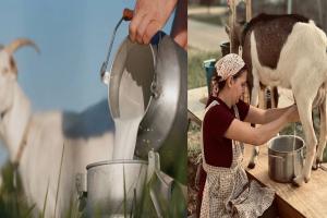 बकरीच्या दुधाचे फायदे माहिती आहेत का? जाणून घ्या सर्व काही…