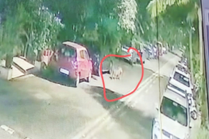 मुंबईत भरवस्तीत बिबट्याचा मुक्त संचार, तातडीने उपाययोजना करा; शिवसेनेची मागणी