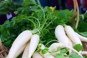 हिवाळ्यात मुळा खाण्याचे फायदेच फायदे, जाणून घ्या मोठी माहिती