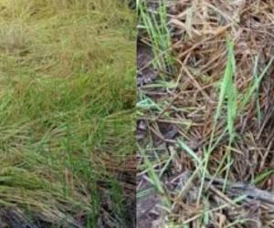 परतीच्या पावसाने कापलेली भात शेती पुन्हा रुजली, ऑक्टोबर महिना संपला तरीही पाऊस सुरूच